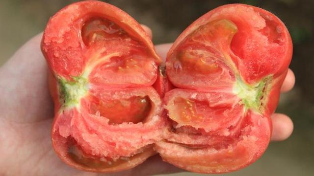 草莓口味？巧克力口味？天價(jià)西紅柿真這么好吃嗎？