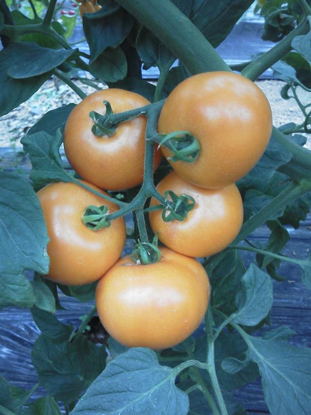 草莓口味？巧克力口味？天價(jià)西紅柿真這么好吃嗎？